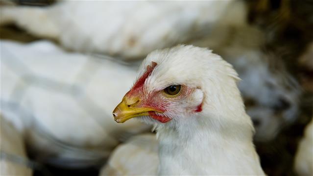 Landbounuus-podcast: Nog 'n voëlgriep uitbraak bevestig  | News Article