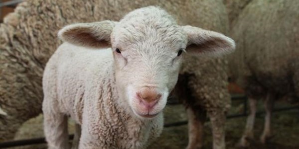 Hier is van jou hoof landboustories op OFM Hier is van jou hoof landboustories op OFM | News Article