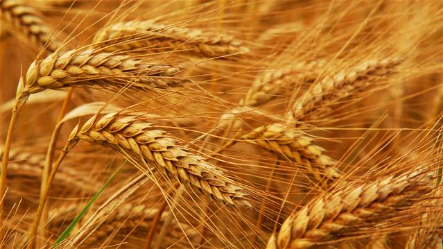 Agri-Uur: Jongste Safex-nuus | News Article