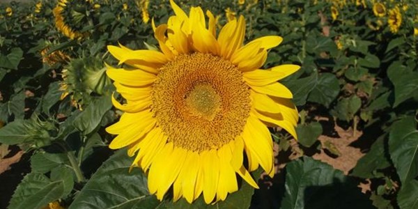 Agri-Uur: Jongste Safex-nuus Agri-Uur: Jongste Safex-nuus | News Article