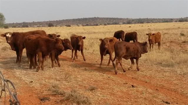 Agri News Podcast: Botswana bans livestock imports from SA due to FMD outbreak | News Article