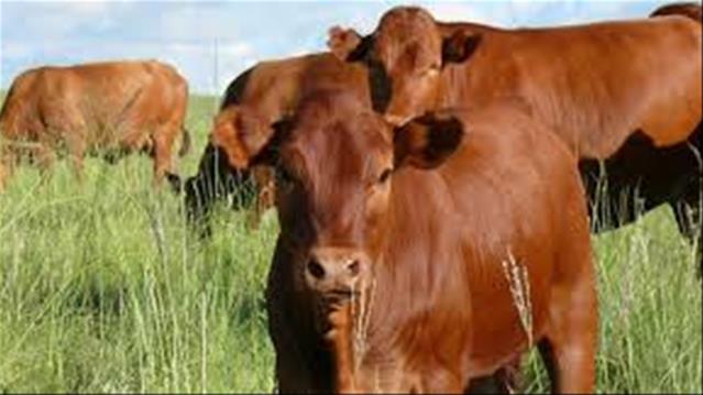 Biosecurity important to combat FMD | News Article