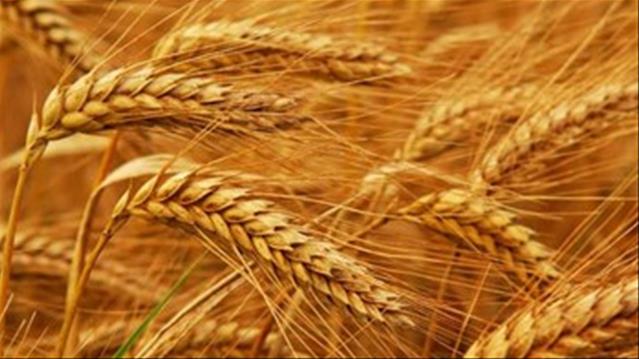 Agri-Uur: Jongste Safex-nuus | News Article