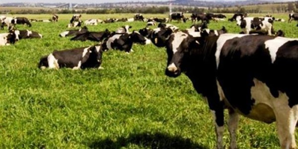 Experts weigh in on #Clover’s closure of Lichtenburg factory Experts weigh in on #Clover’s closure of Lichtenburg factory | News Article