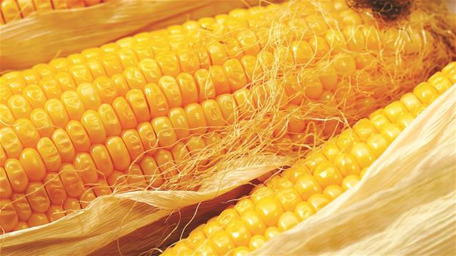 #Agbiz: SA’s agriculture in good shape despite quarterly blip | News Article
