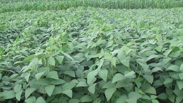 Researchers across Africa contribute to improving the nutritional value of crops | News Article