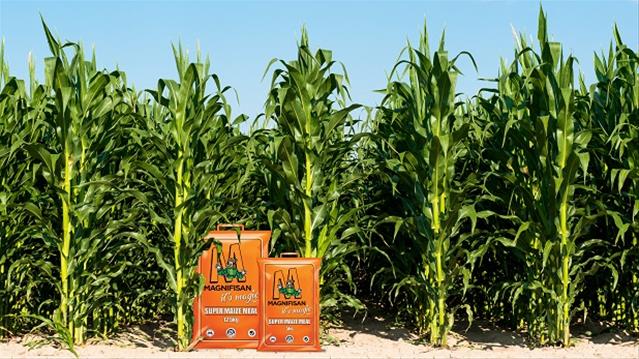 Magnifisan, It's Magic | News Article