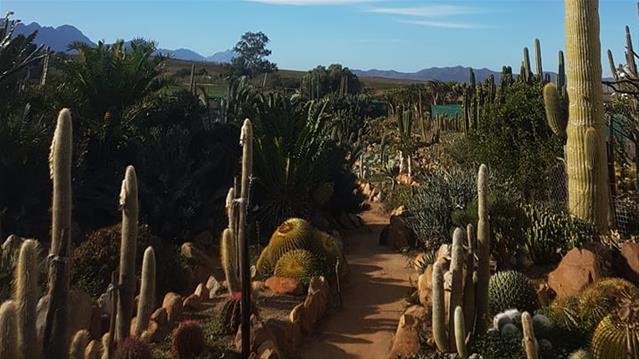 Kaktusboerdery lok hernieude belangstelling in Suid-Afrika | News Article