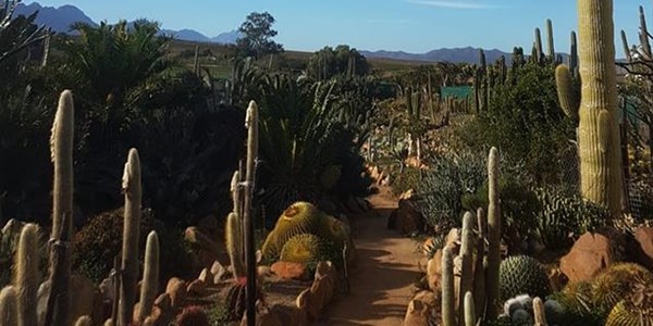 Kaktusboerdery lok hernieude belangstelling in Suid-Afrika | News Article