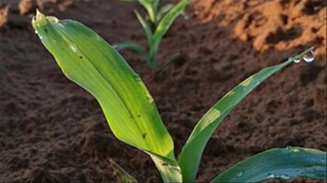 Agri-Uur: Jongste Safex-nuus | News Article