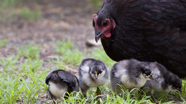 Agri News Podcast: Strict control measures put in place on FS farms where Avian Influenza was detected | News Article