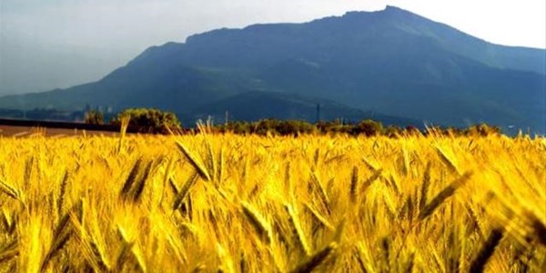 Agri-Uur: Jongste Safex-nuus Agri-Uur: Jongste Safex-nuus | News Article