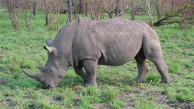 Rhino poacher sentenced to 23 years in prison | News Article