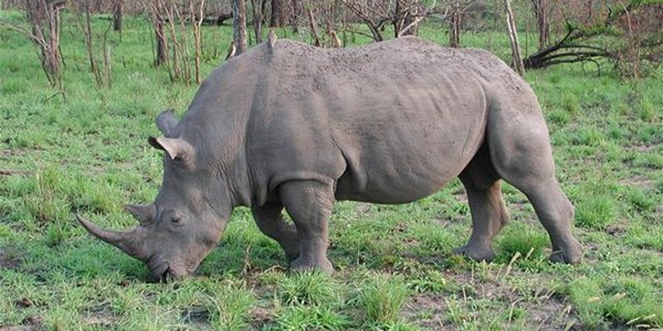 Rhino poacher sentenced to 23 years in prison | News Article