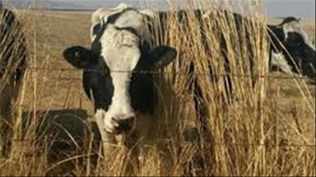 Agri News Podcast: Government responds to DA on postponement of Vrede Dairy case | News Article