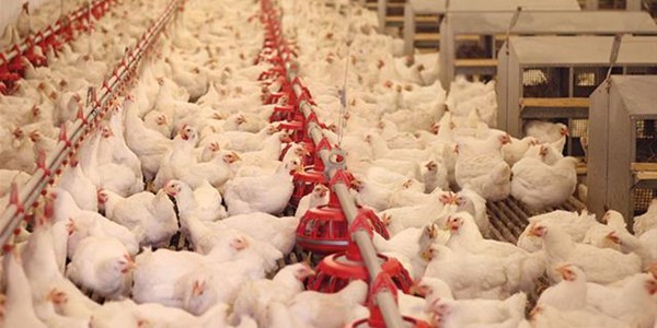 Recent bird flu surge leaves farmers severely affected Recent bird flu surge leaves farmers severely affected | News Article