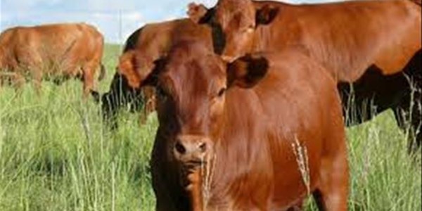 Natural grazing and complementary supplementation  | News Article