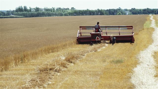 Agri podcast: NW plants nearly 12 000 hectares in communal and land reform projects | News Article