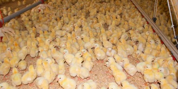 Poultry farmers suffer further tariff increases Poultry farmers suffer further tariff increases | News Article