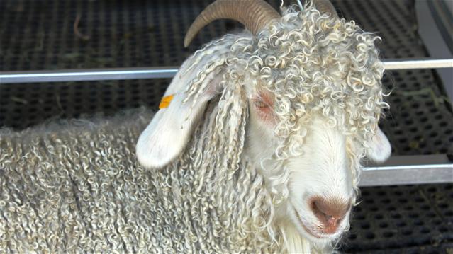 SA wolmark mag dalk grootliks sywaarts beweeg | News Article
