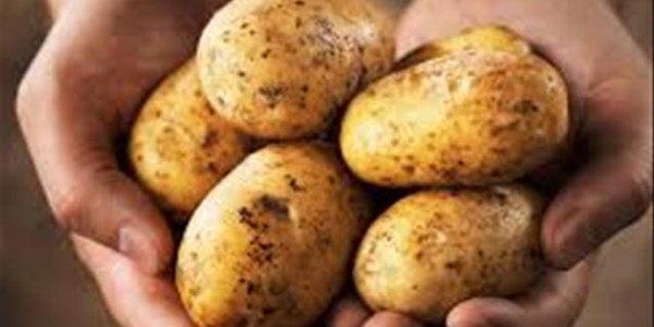 Agri News Podcast: Potato producers negatively affected by imports Agri News Podcast: Potato producers negatively affected by imports | News Article