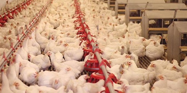 Agri News Podcast: FS farms hit by bird flu | News Article