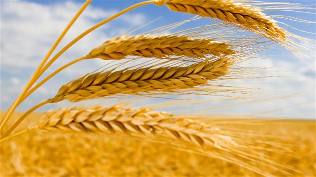Agri-Uur: Jongste Safex-nuus | News Article