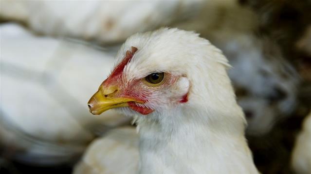 Avian Influenza confirmed on three FS farms | News Article