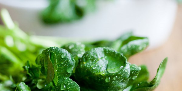 Watercress extract helps detoxify carcinogens in smokers Watercress extract helps detoxify carcinogens in smokers | News Article