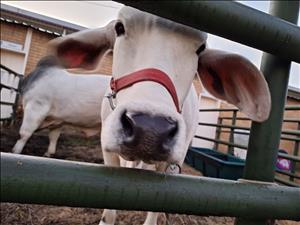 Graan SA NAMPO Oesdag 2025