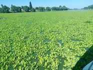 Vaalrivier Word Vinnig Teelaarde Vir Indringerplante OFM